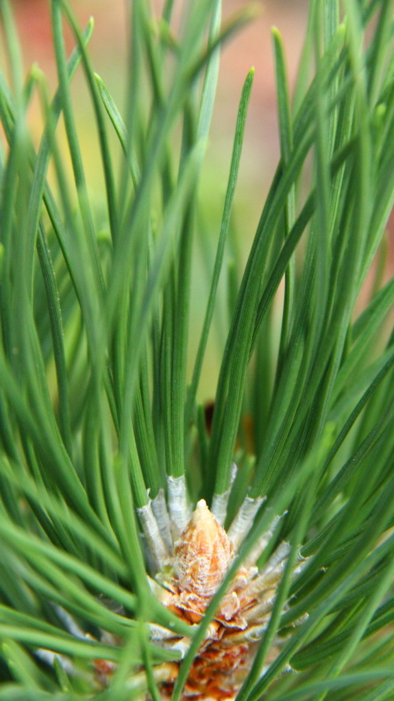 Pinus nigra 