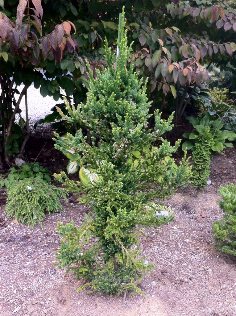 Cryptomeria japonica 