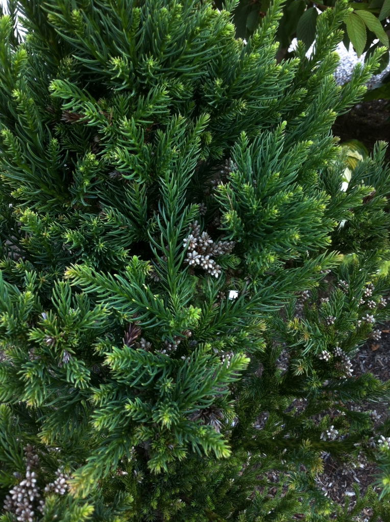 Cryptomeria japonica 