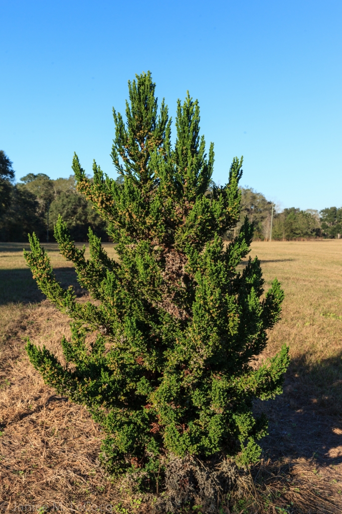 Cryptomeria japonica 