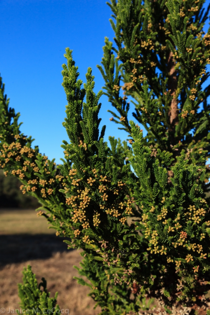 Cryptomeria japonica 
