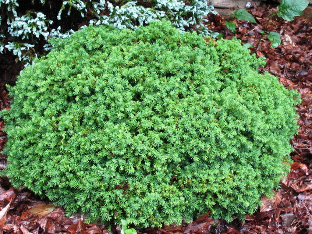 Cryptomeria japonica 