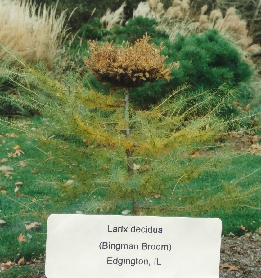 Larix decidua 