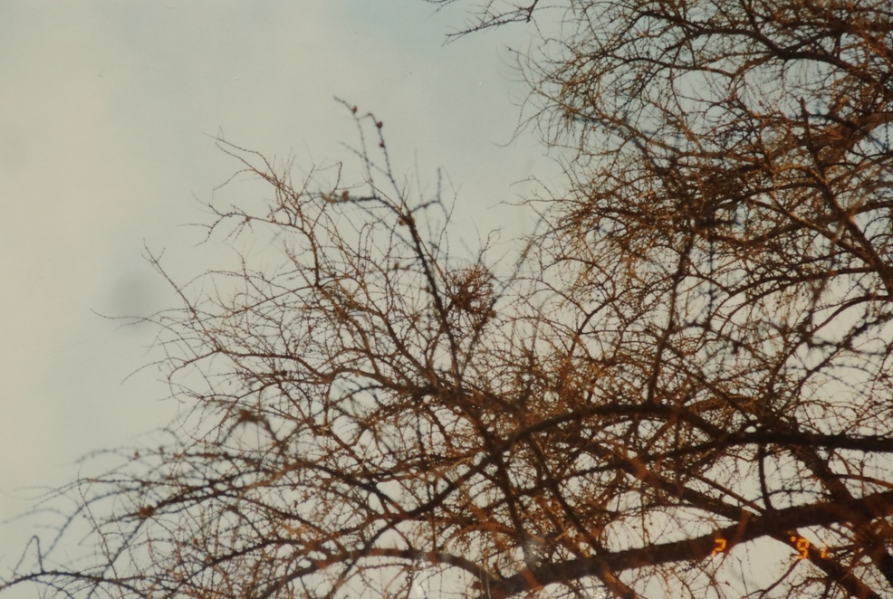 Larix decidua 