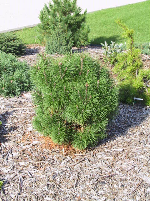 Pinus mugo 