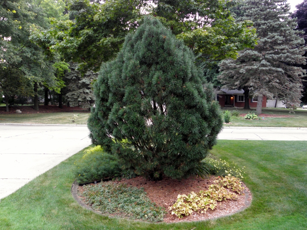 Pinus mugo 
