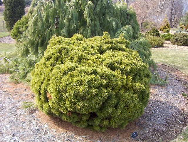 Pinus mugo 