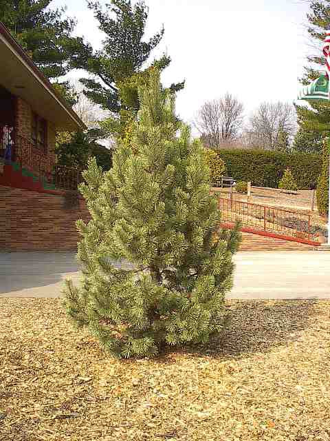 Pinus mugo 