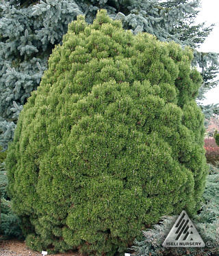 Pinus mugo 