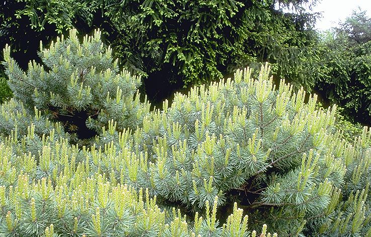 Pinus sylvestris 