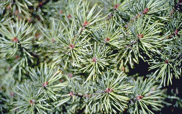 Pinus sylvestris 