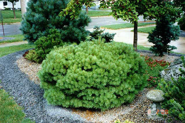 Pinus sylvestris 