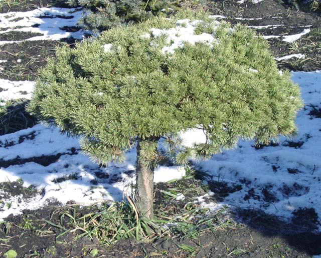 Pinus sylvestris 