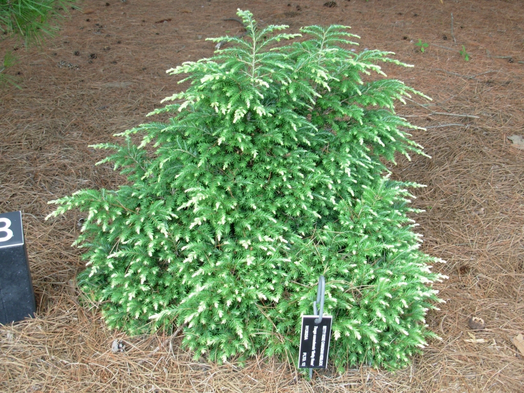 Tsuga canadensis 