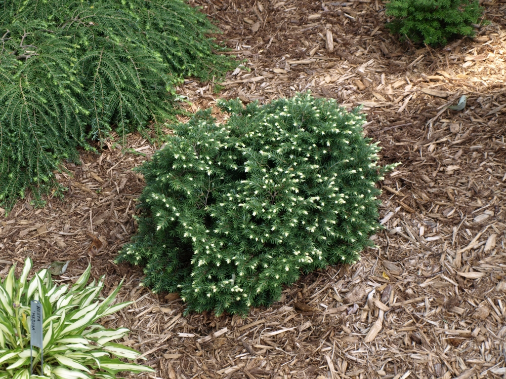 Tsuga canadensis 