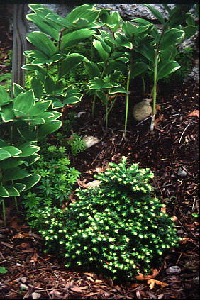 Tsuga canadensis 