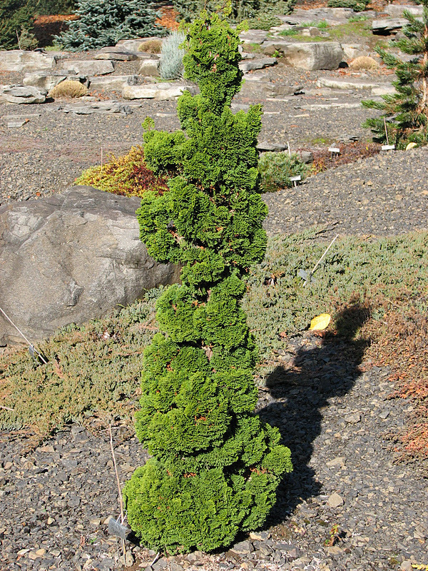 Chamaecyparis obtusa 