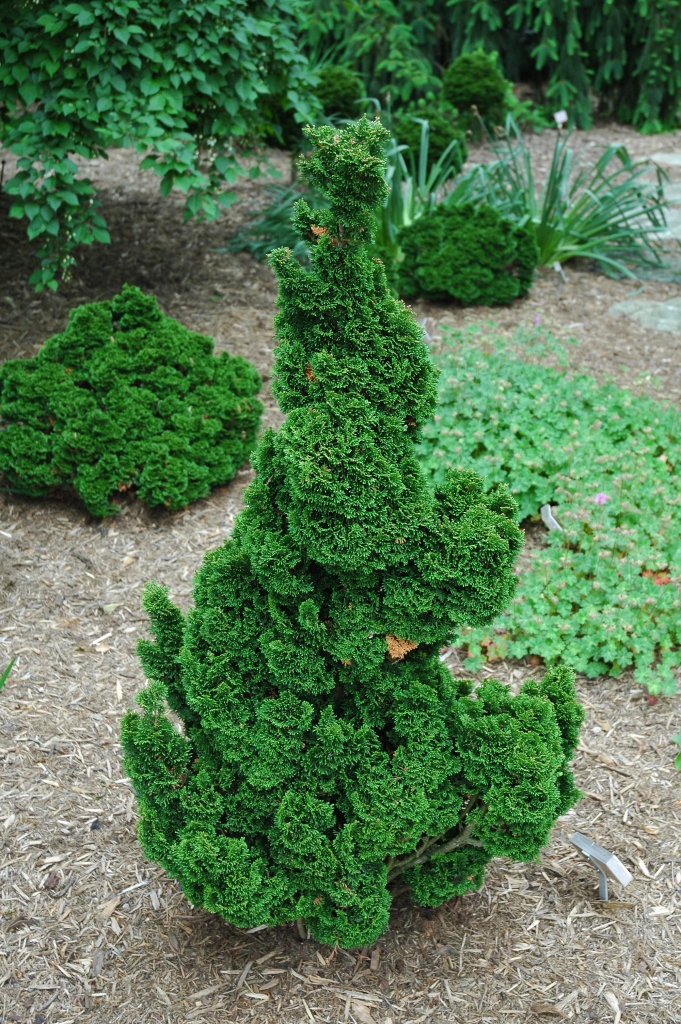 Chamaecyparis obtusa 