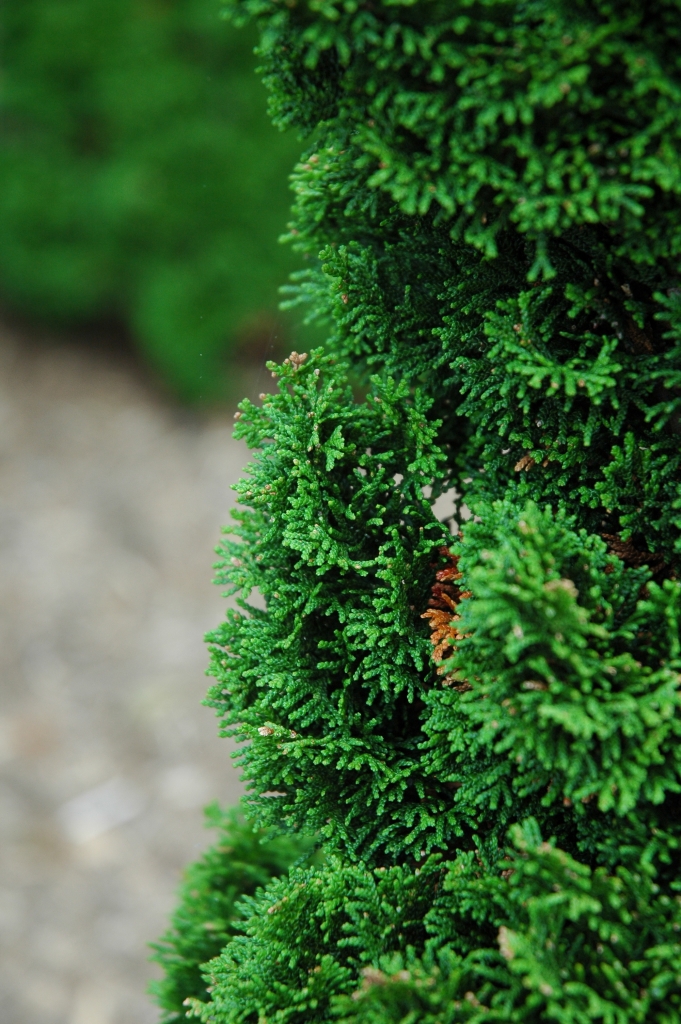 Chamaecyparis obtusa 