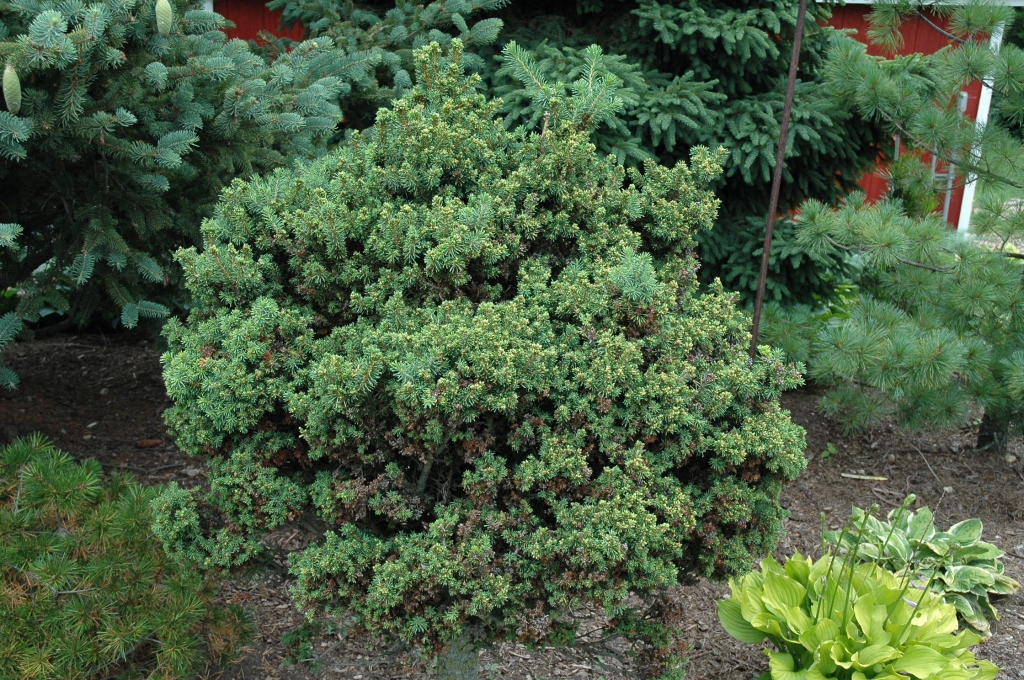 Picea abies 