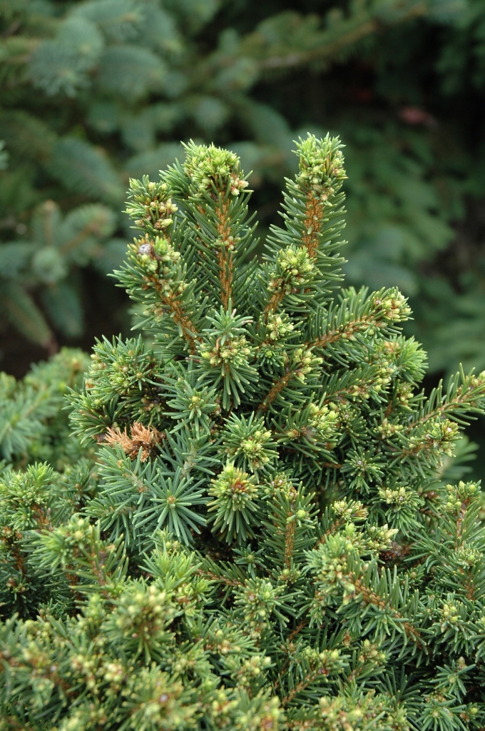 Picea abies 
