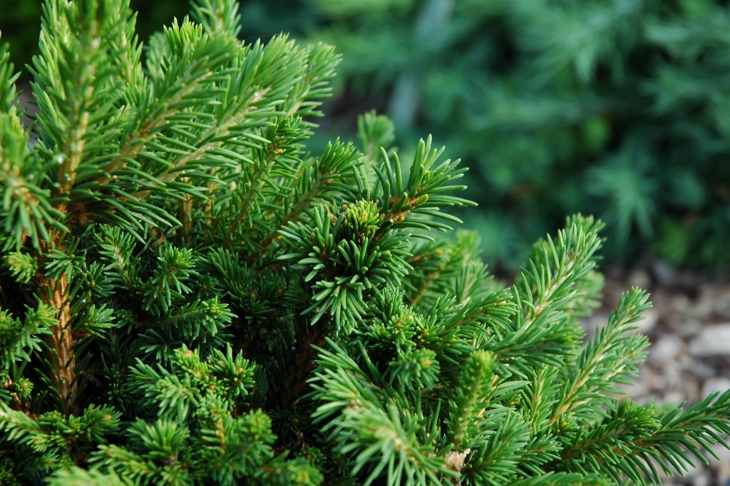 Picea abies 