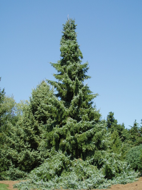 Picea omorika 