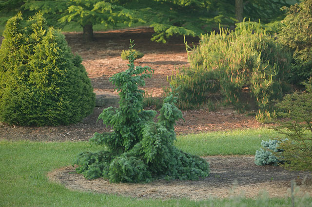 Picea omorika 