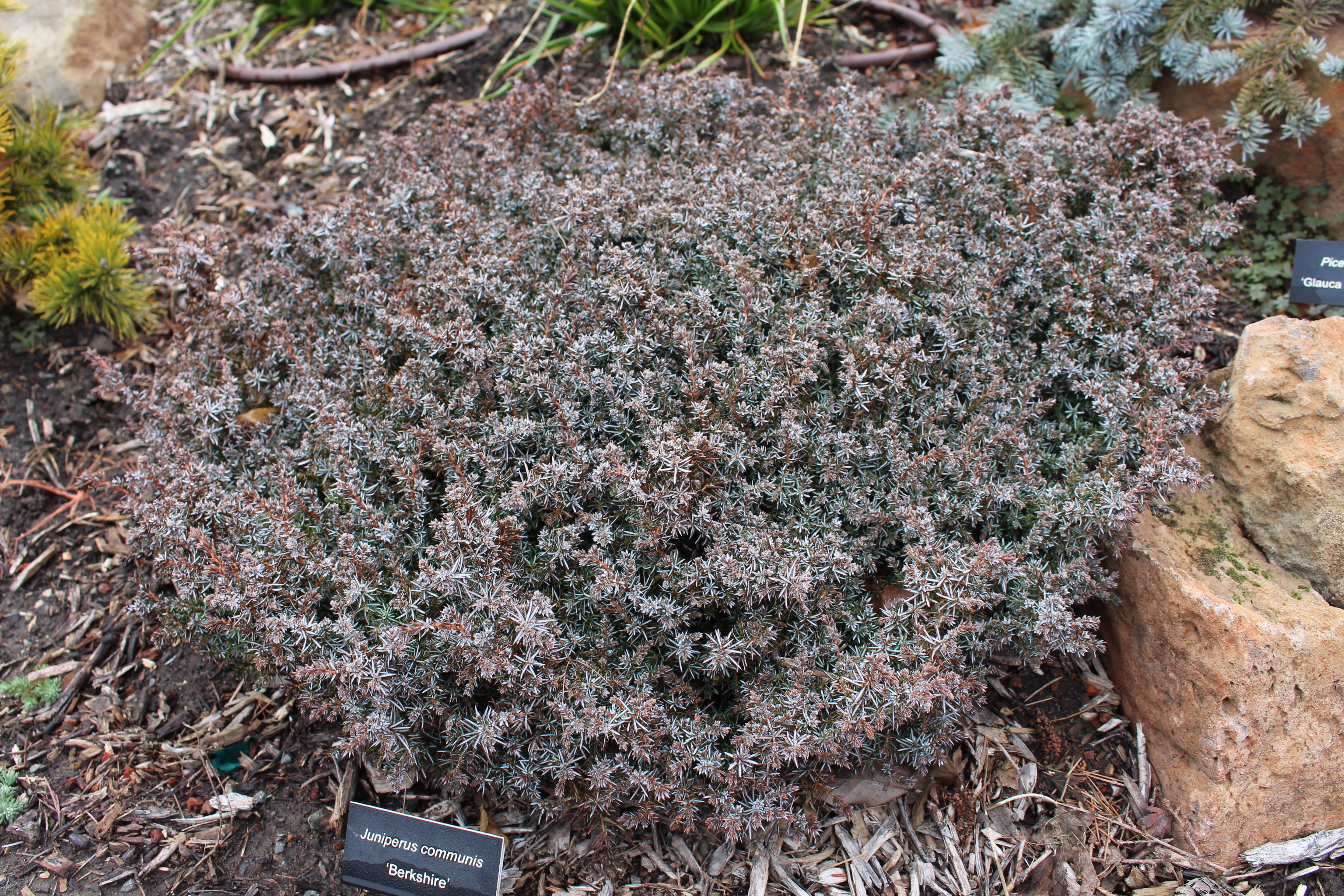 Juniperus communis 