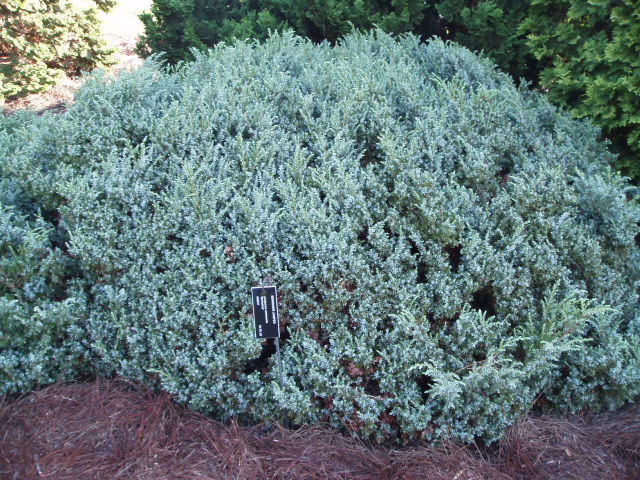 Juniperus communis 
