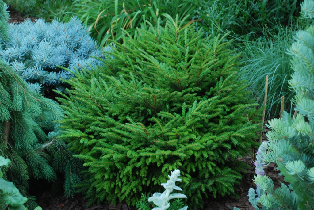 Picea orientalis 
