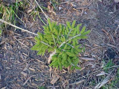 Picea orientalis 