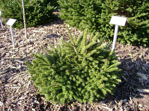 Picea orientalis 