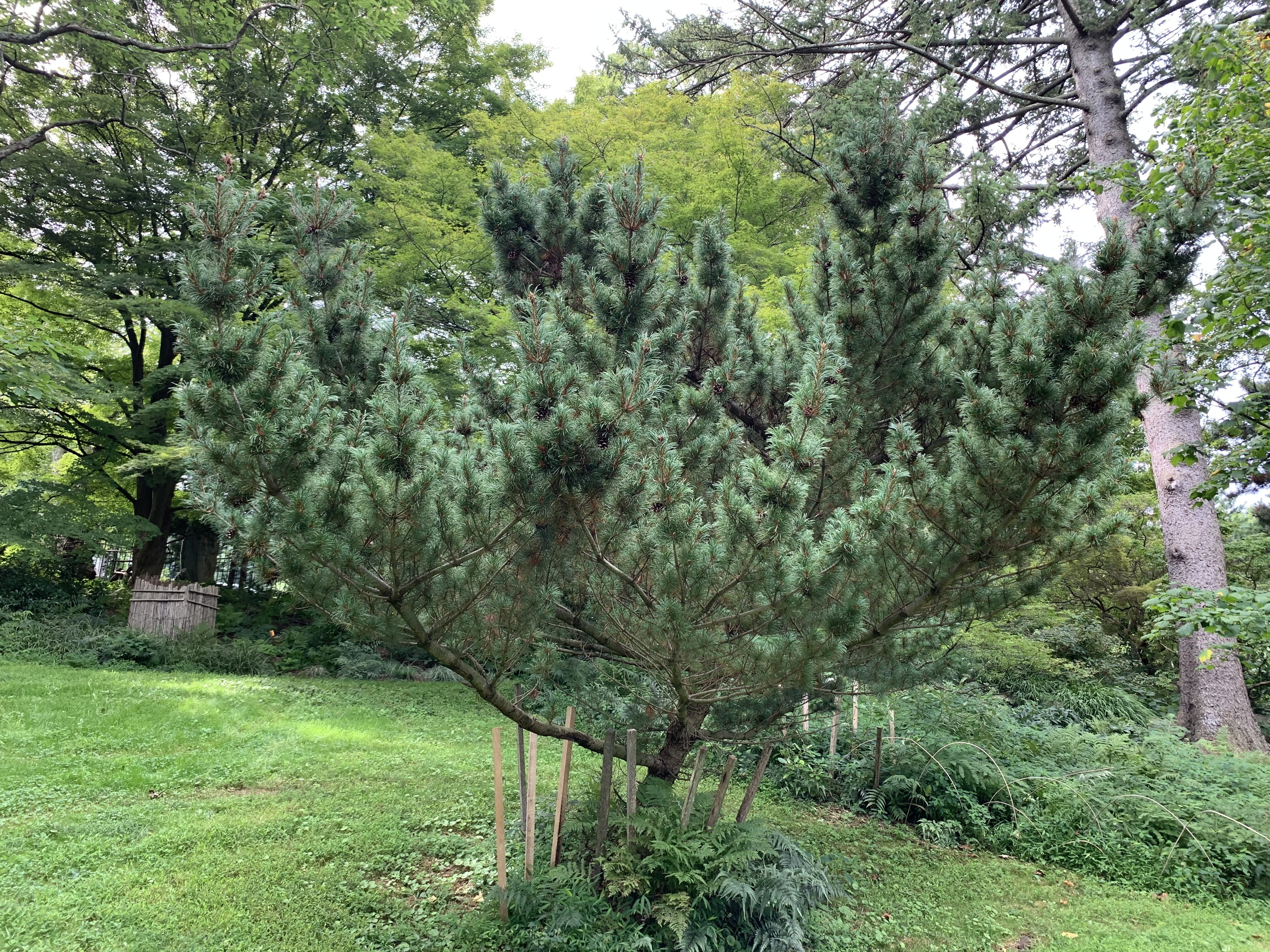 Pinus parviflora 