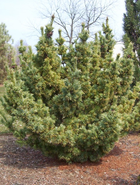 Pinus parviflora 