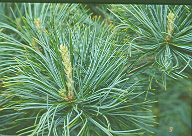 Pinus parviflora 