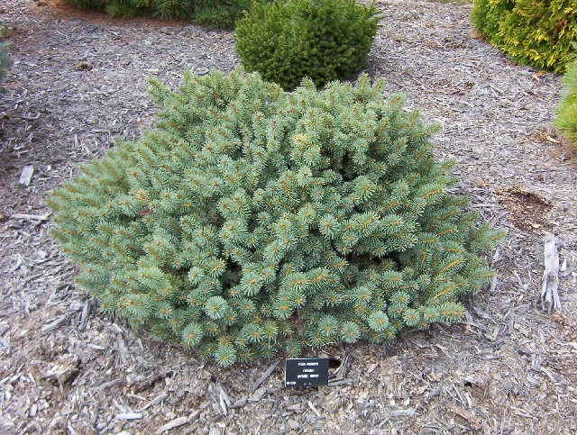 Picea pungens 