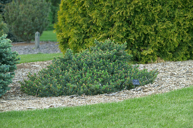 Picea pungens 