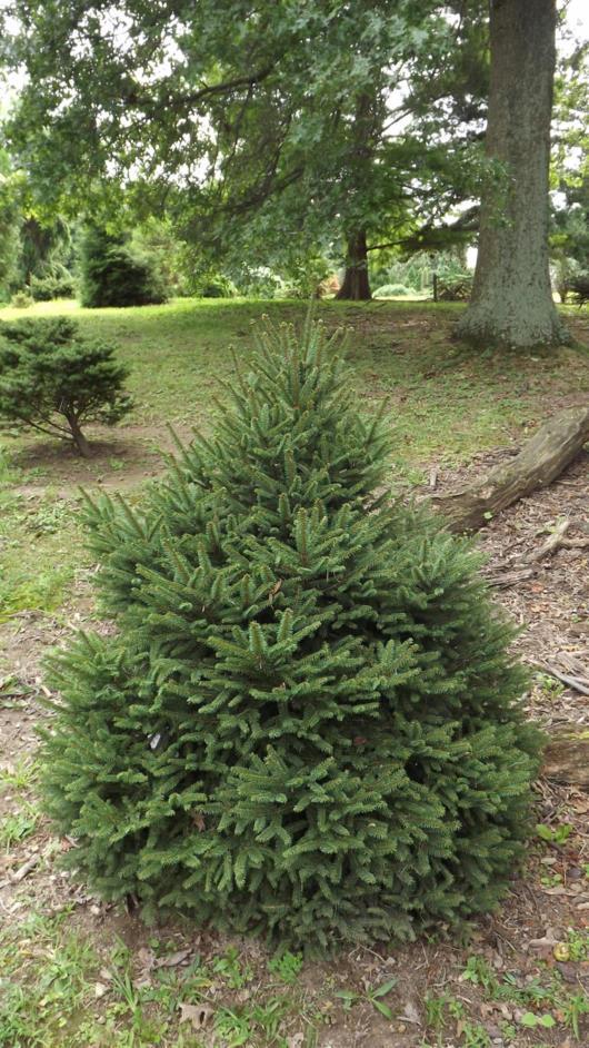 Picea abies 