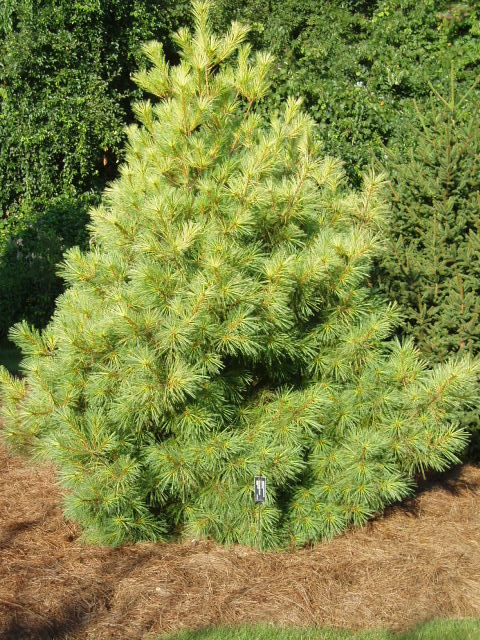 Pinus strobus 