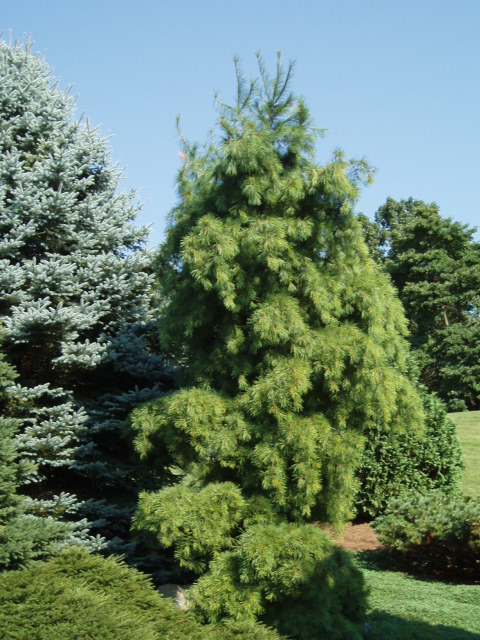 Pinus strobus 