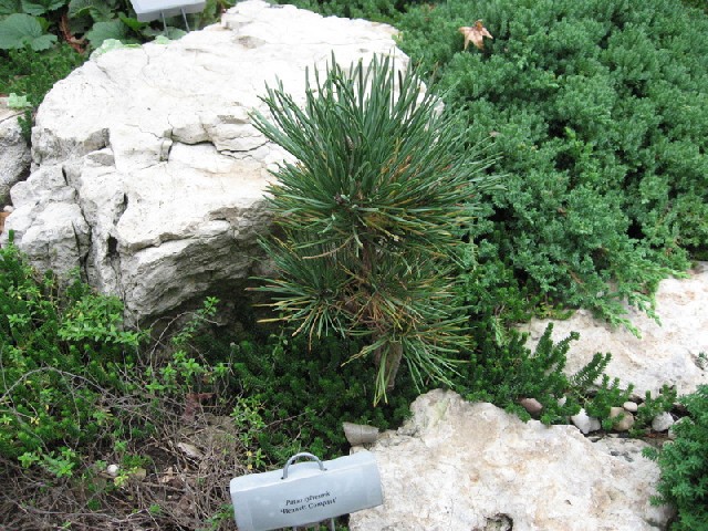 Pinus sylvestris 
