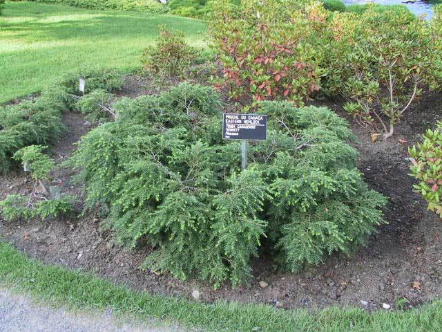 Tsuga canadensis 