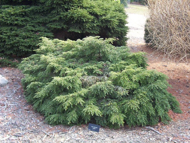 Tsuga canadensis 