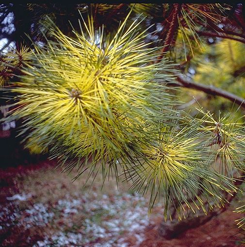 Pinus × densithunbergii 