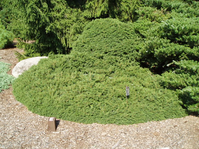 Picea abies 