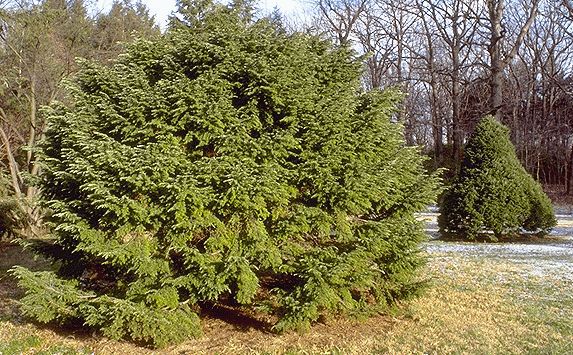 Tsuga canadensis 