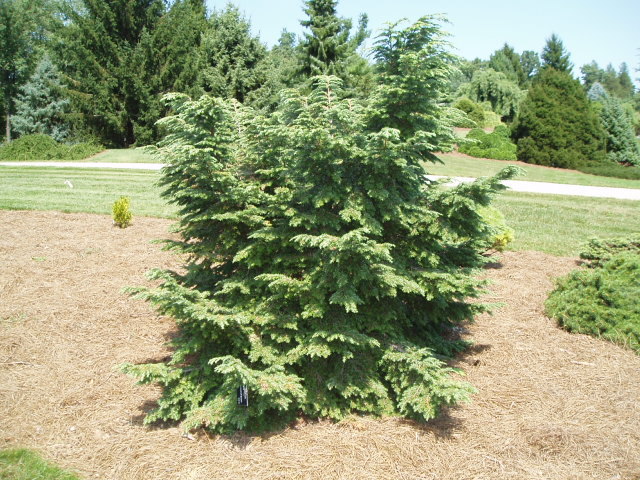 Tsuga canadensis 