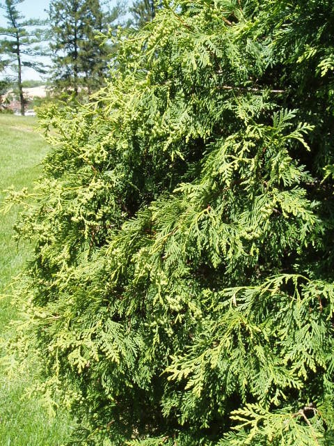 Thuja occidentalis 