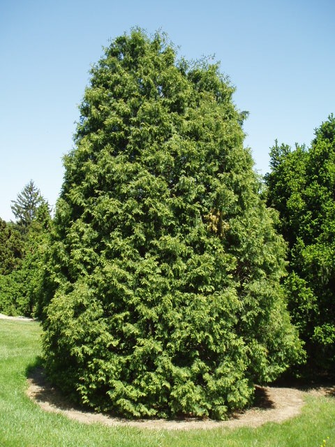Thuja occidentalis 